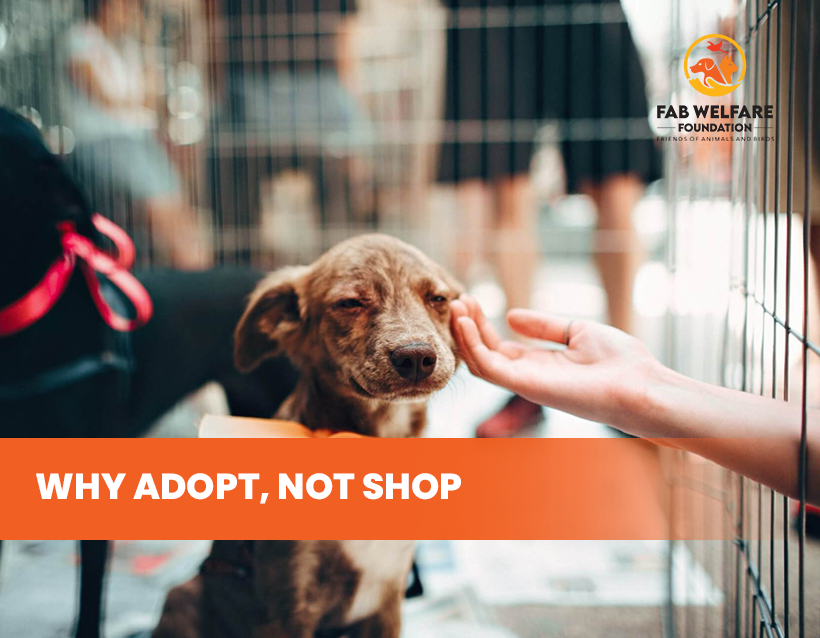 FAB-blog-cover-Why-Adopt-Not-Shop